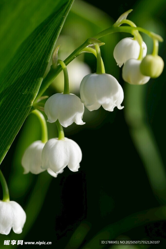 铃兰花