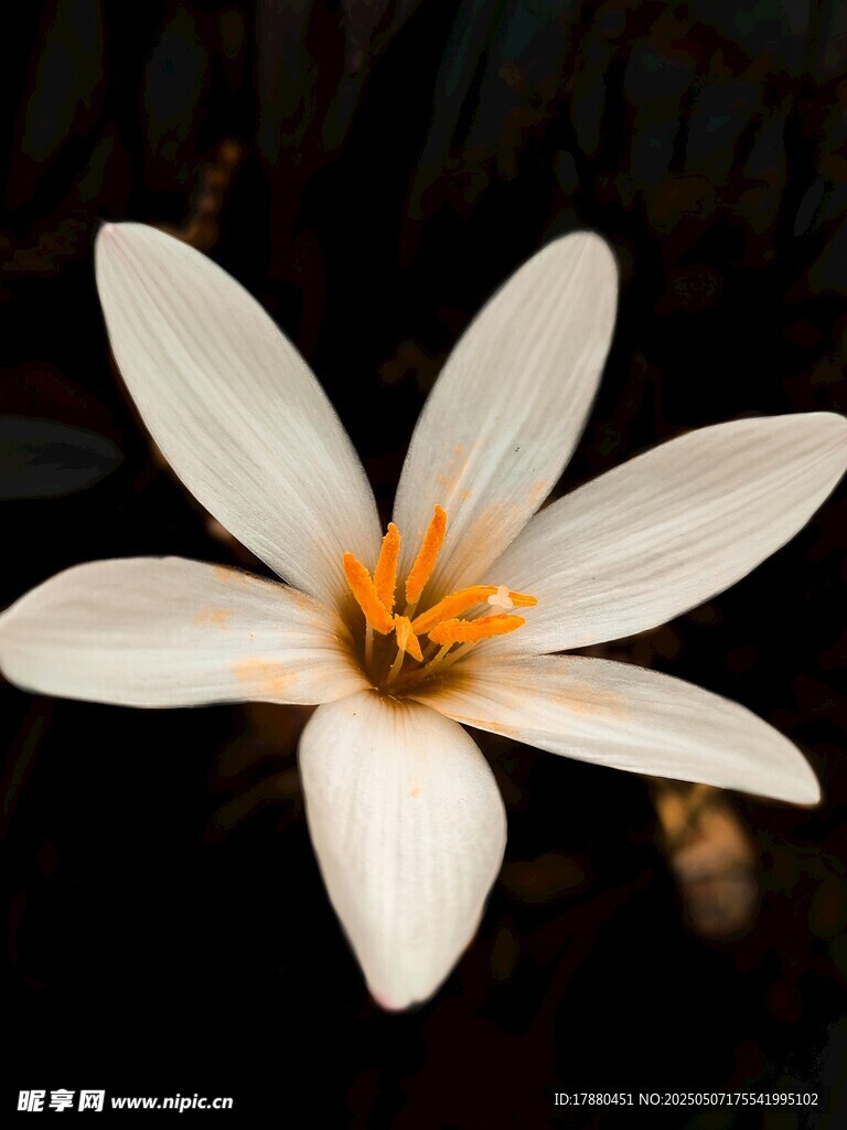 秋水仙