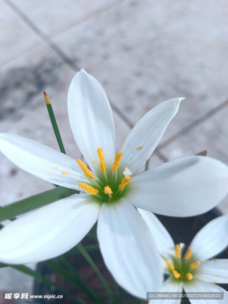 葱莲