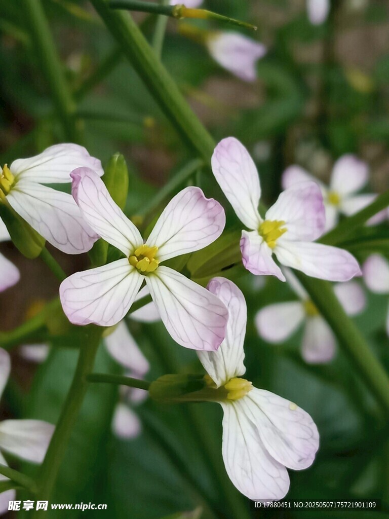 葱莲