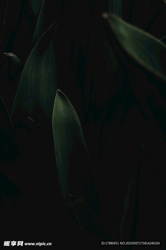 叶片
