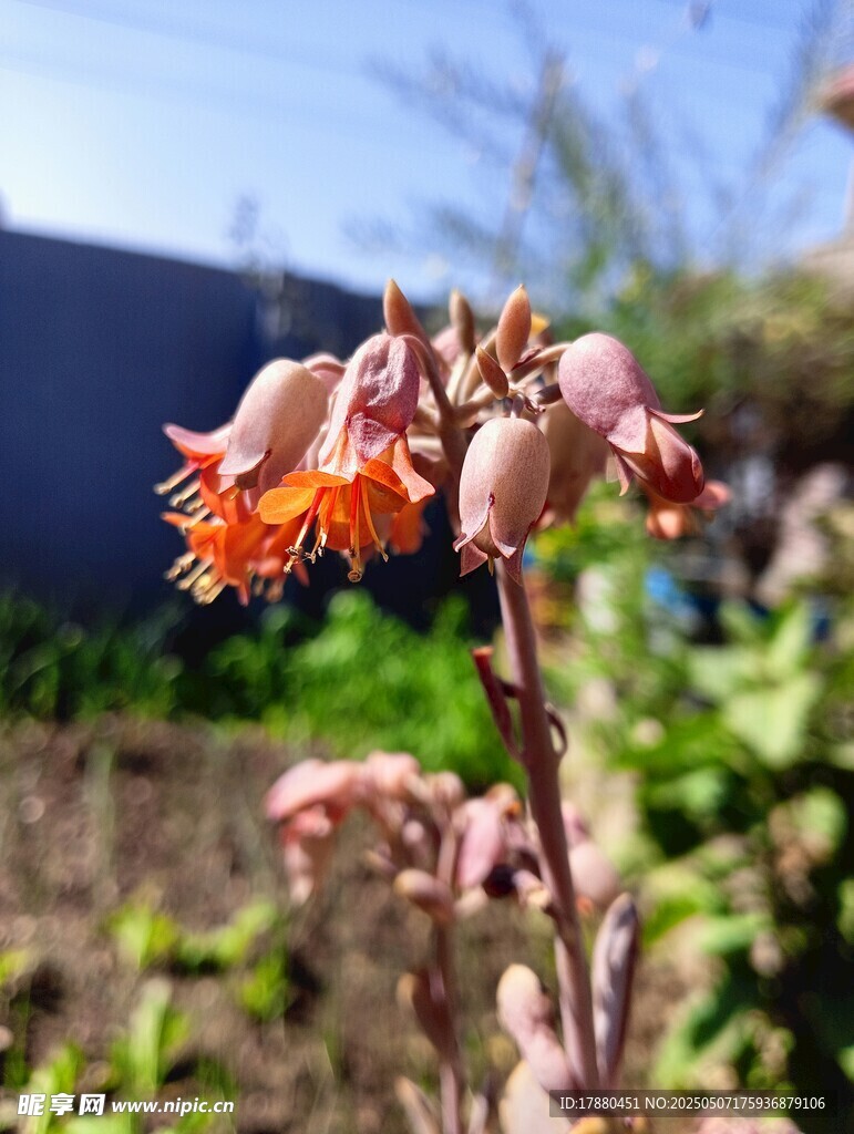 铃铛花