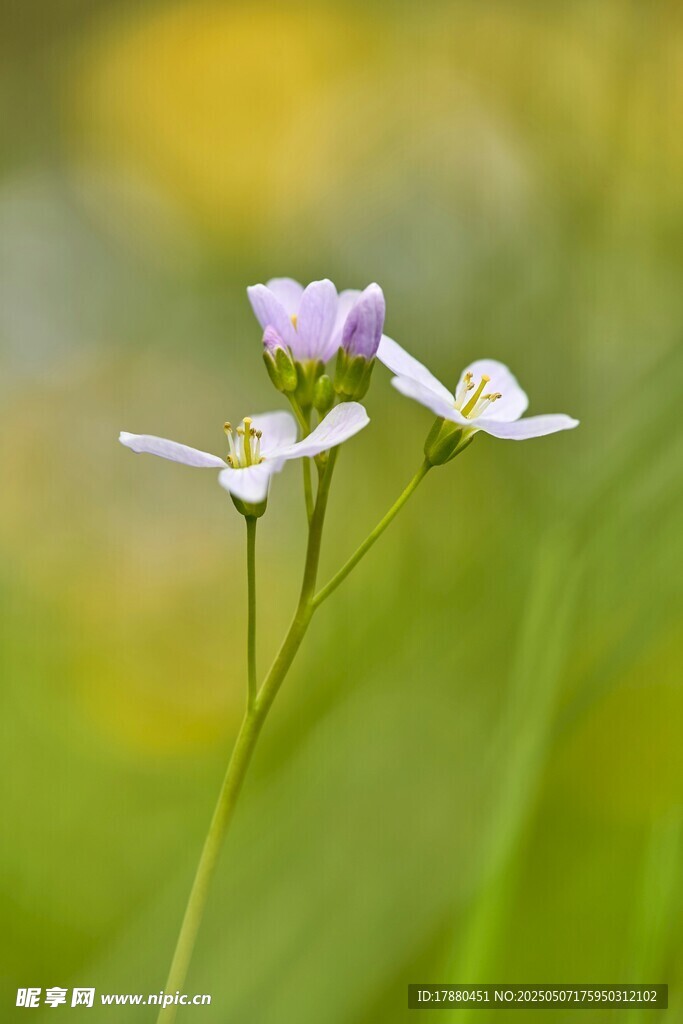 花旗杆