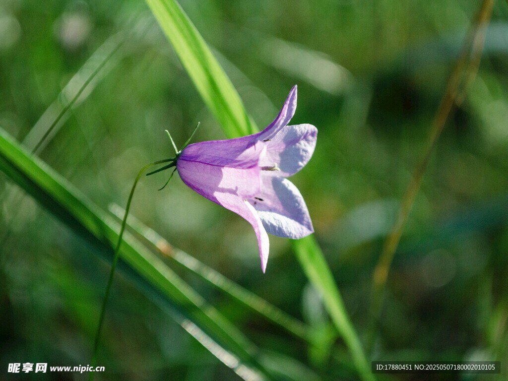 喇叭花