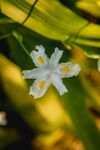 水滴花