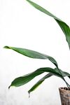 绿植叶片