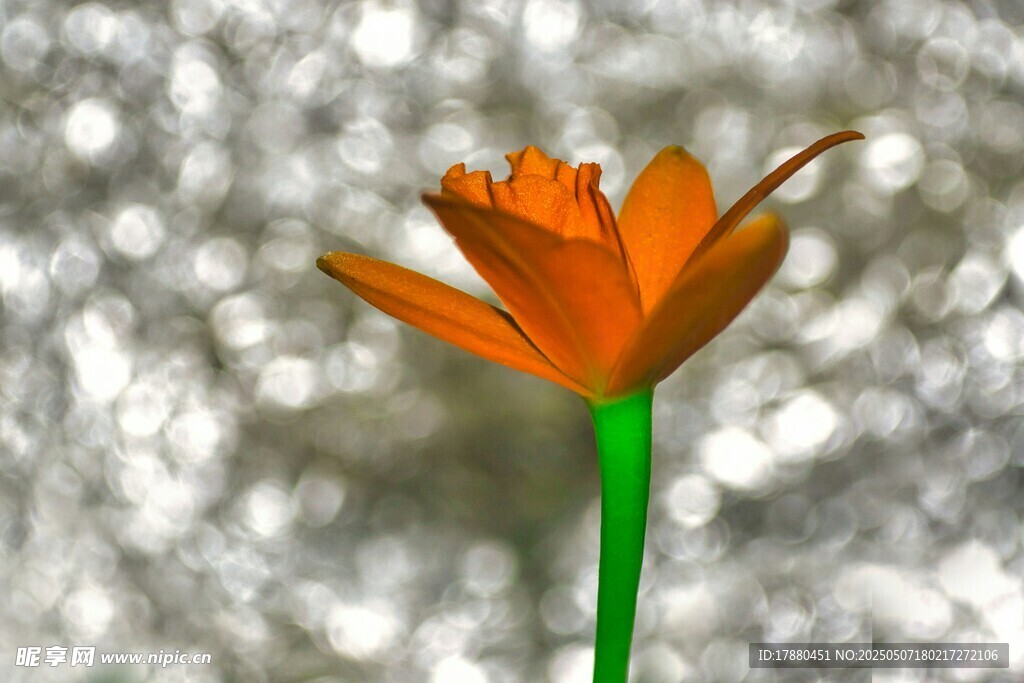 橙色小花