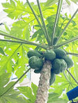 木瓜树