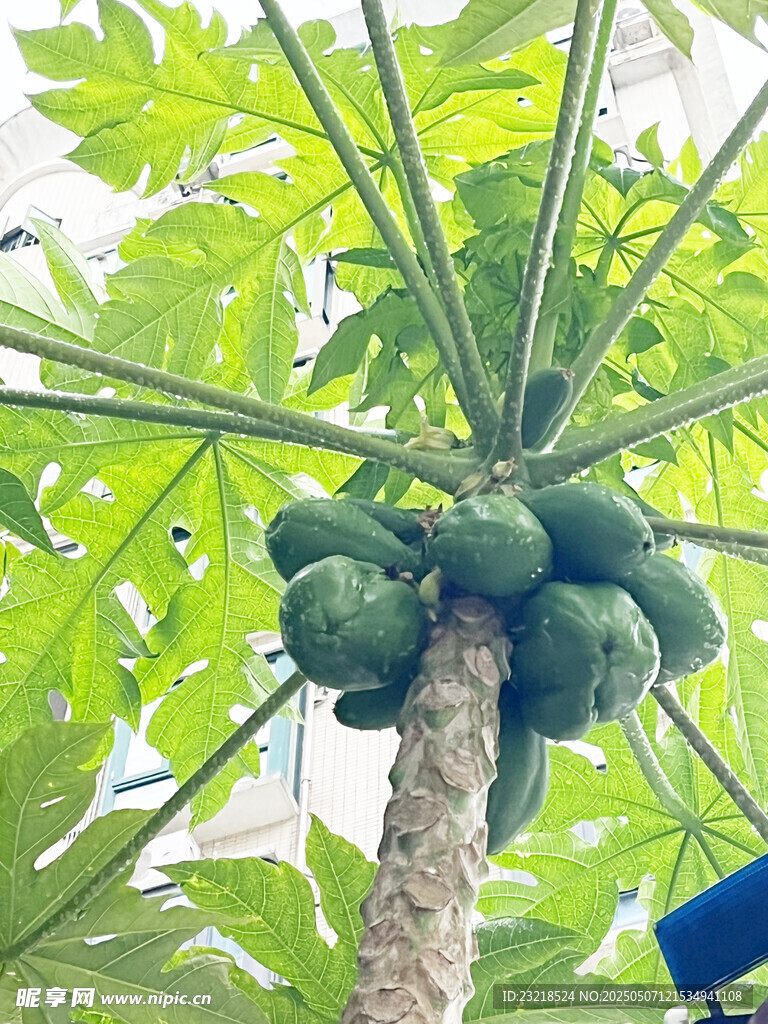 木瓜树