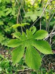 翠绿掌状叶片生机勃勃