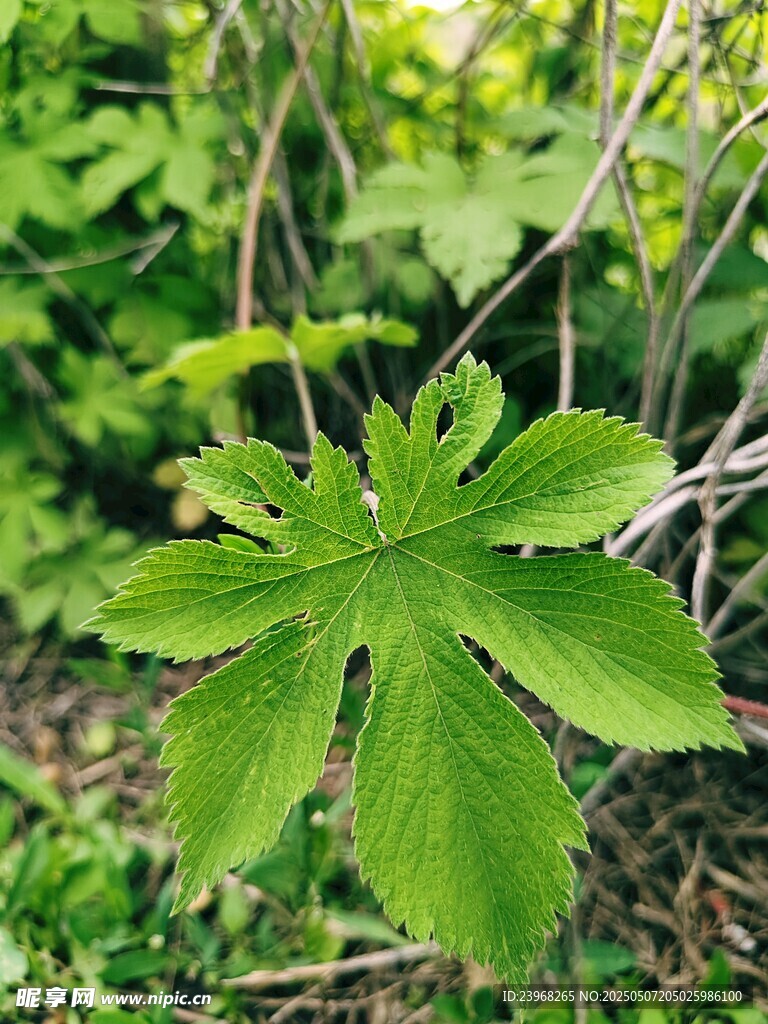 翠绿掌状叶片生机勃勃