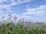 湖畔芦苇随风摇曳美景