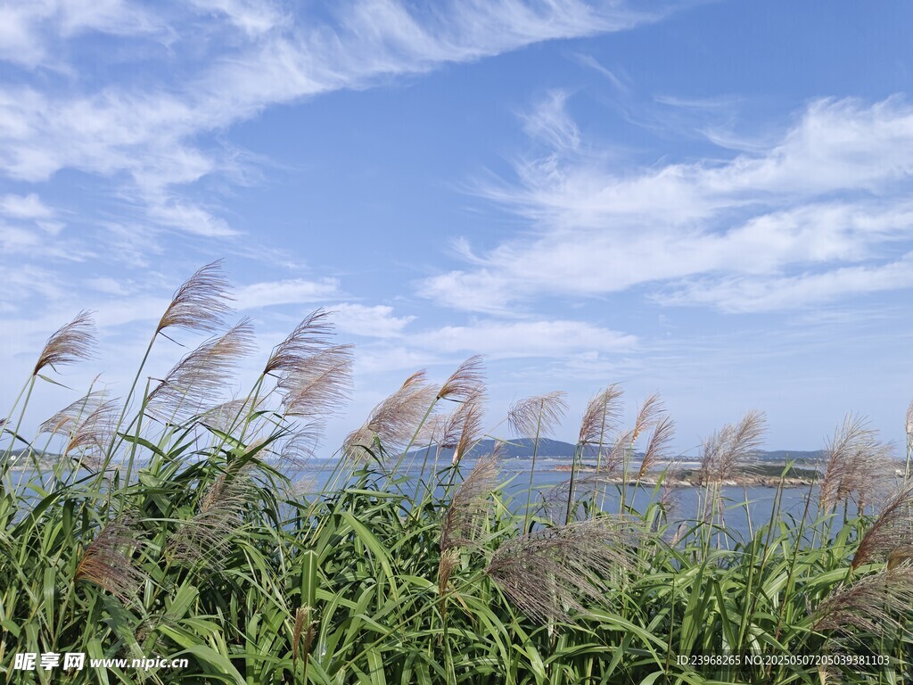 湖畔芦苇随风摇曳美景