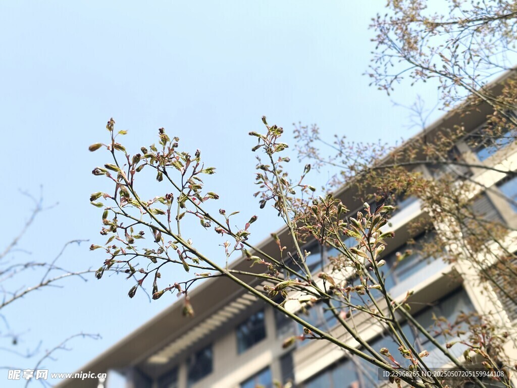 枝头新景伴楼影