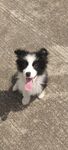 幼犬