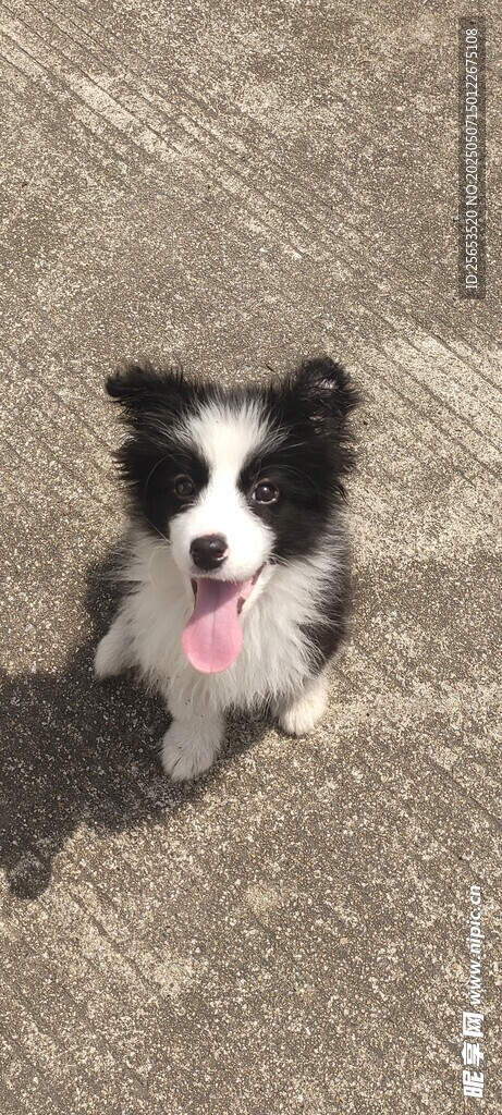 幼犬