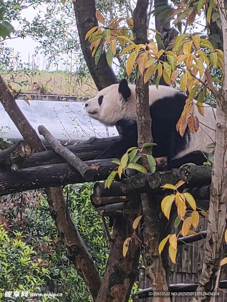 熊猫
