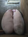 家猪