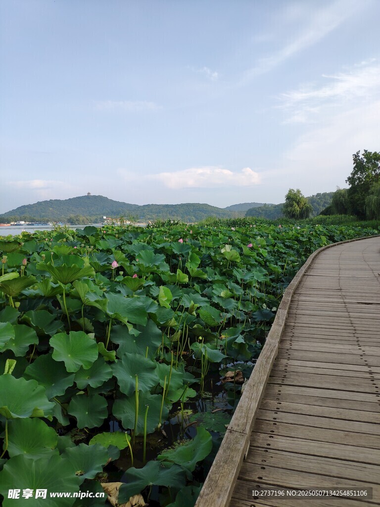 荷塘