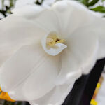 郁金香花蕊