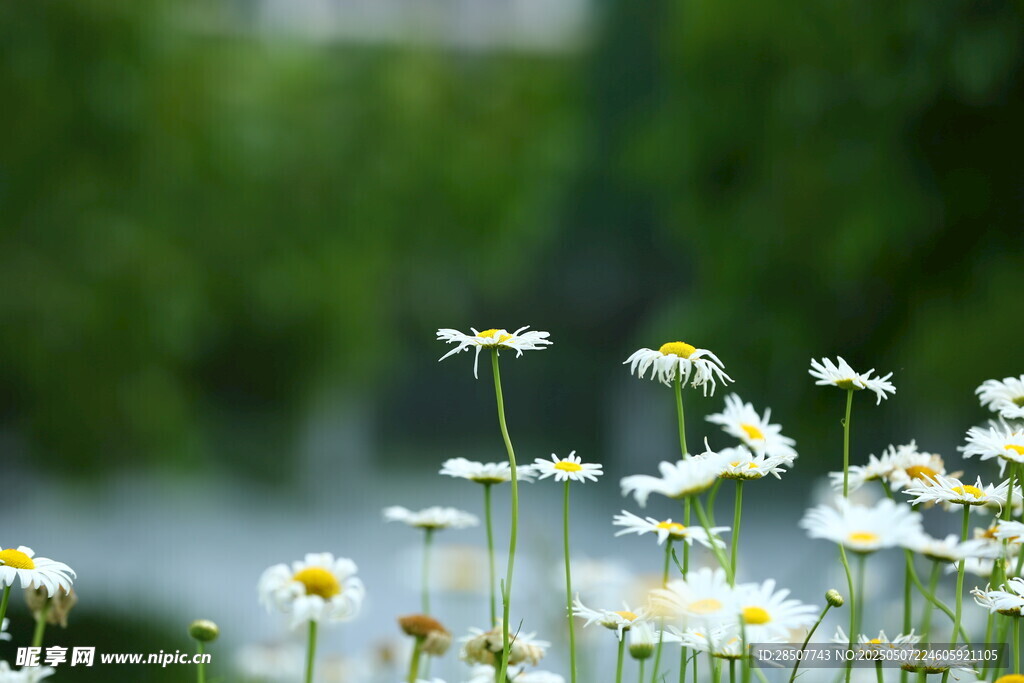 雏菊绽放于绿意间