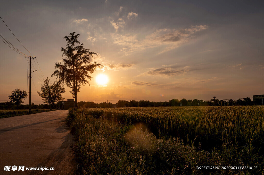 乡村夕阳下的静谧小路  麦田
