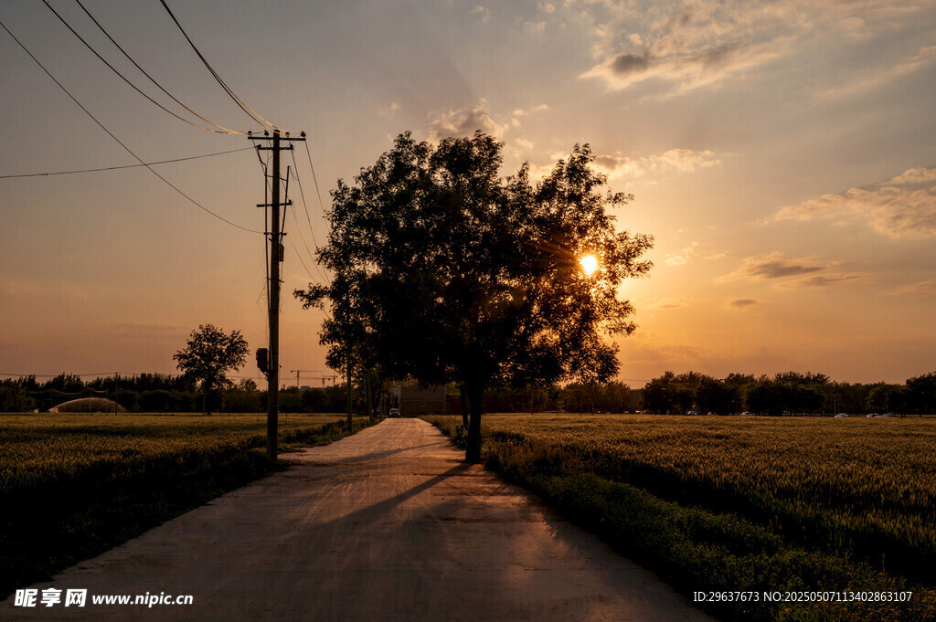 夕阳下路旁孤树田园美景  麦田