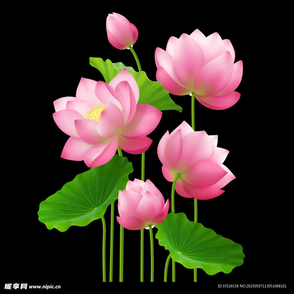 荷花素材