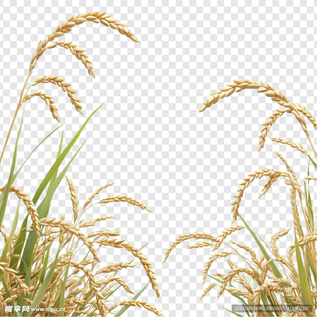 稻穗素材