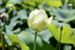 洁白荷花绽放于绿叶间
