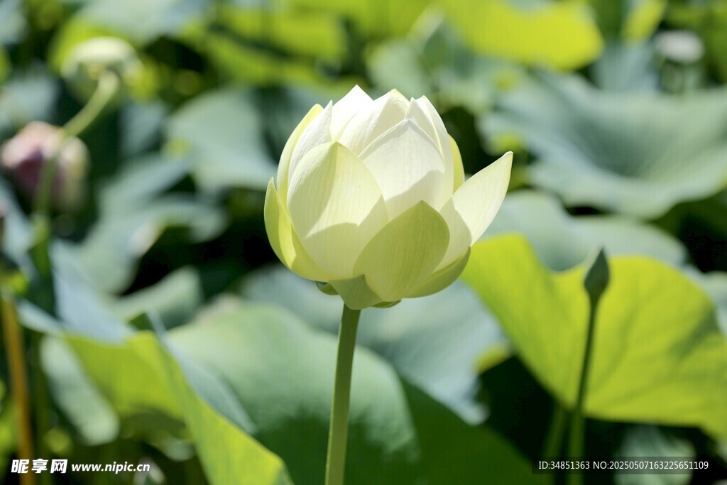 洁白荷花绽放于绿叶间