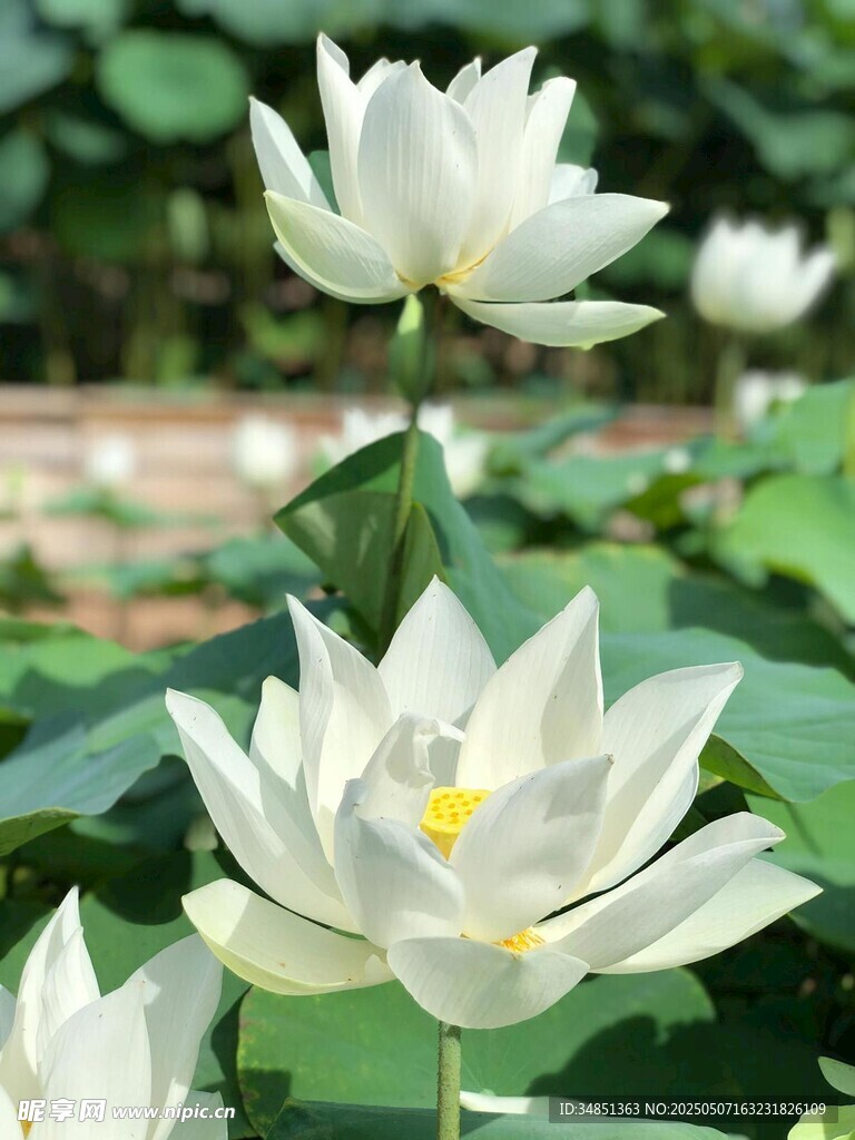 洁白荷花绽放