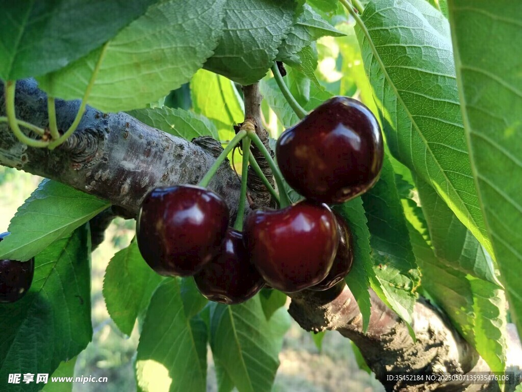樱桃栽培