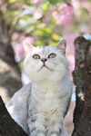 银渐层英短猫