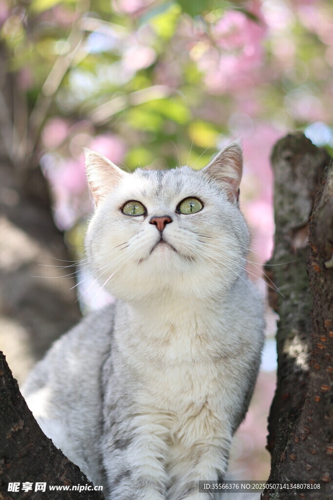 银渐层英短猫