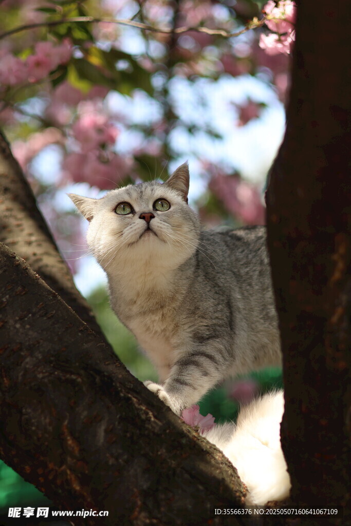 英短银渐层猫