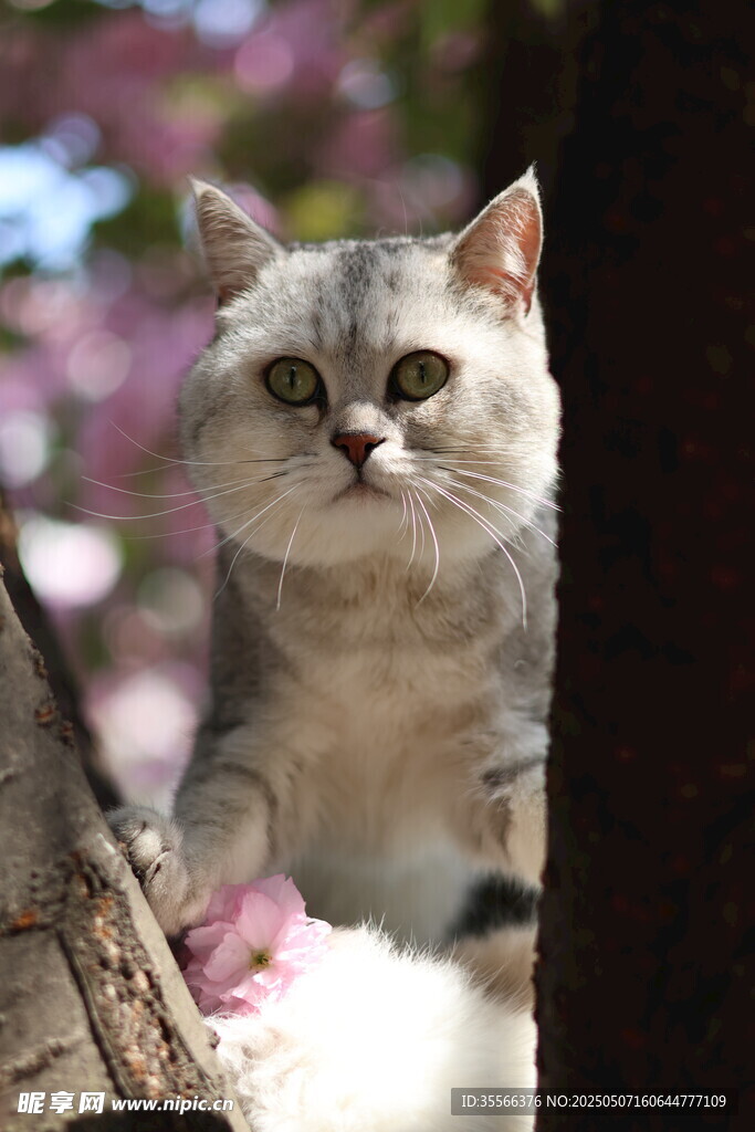 银渐层英短猫