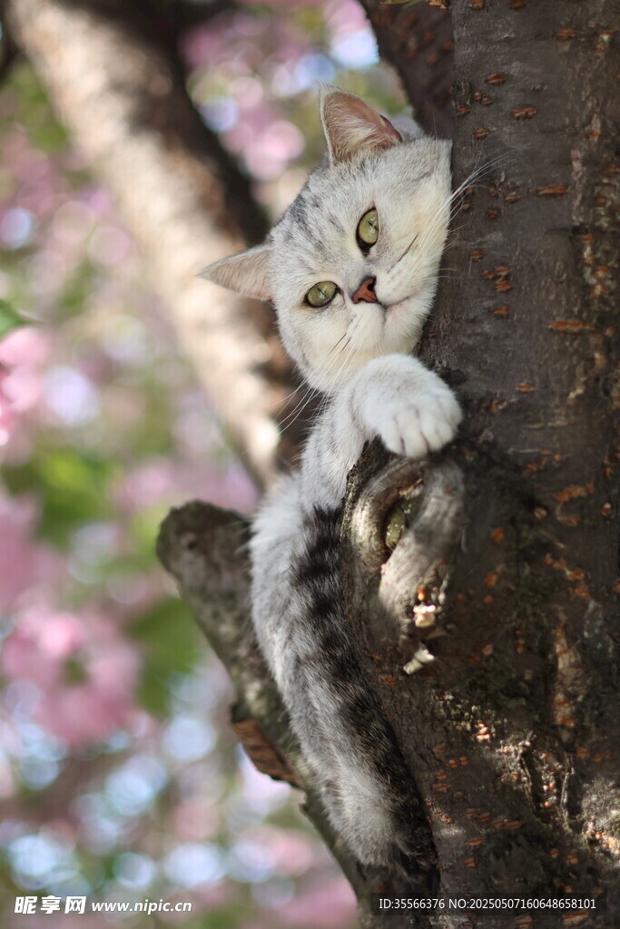 银渐层英短猫