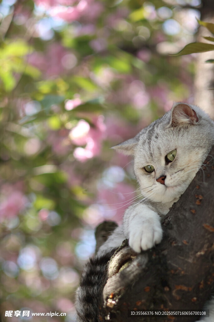 银渐层猫