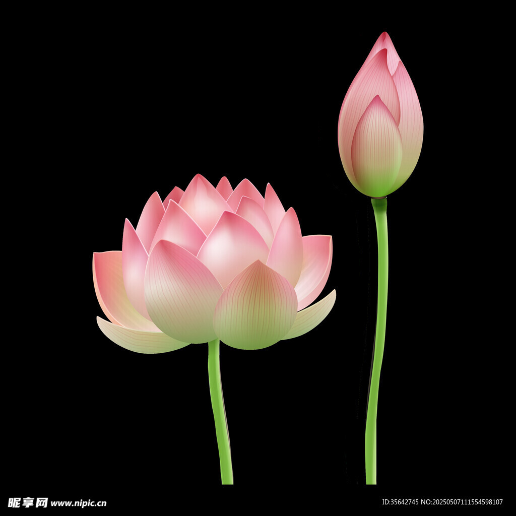 粉色荷花素材