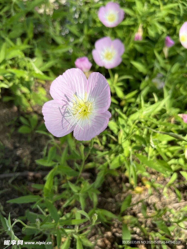 粉色小花
