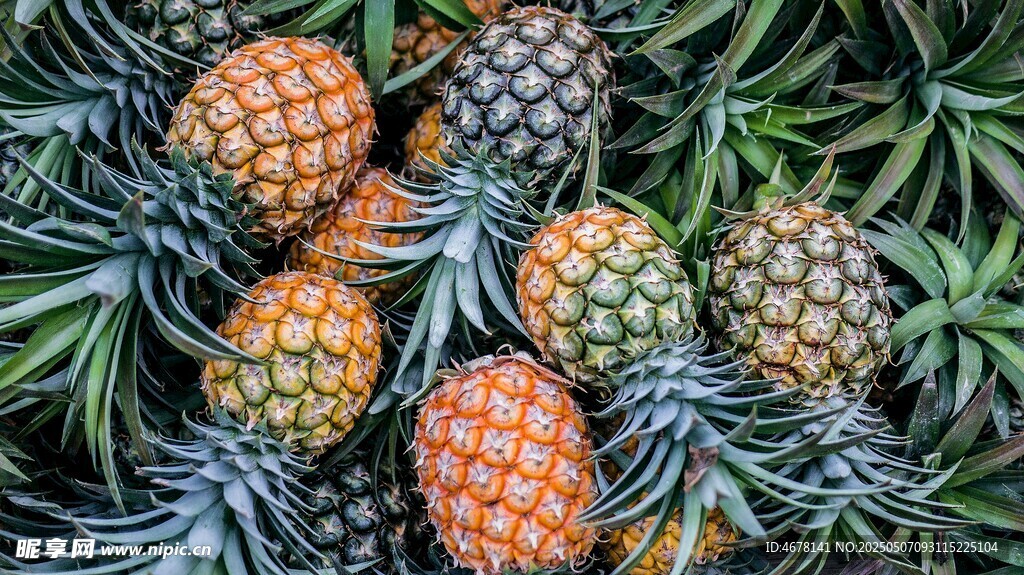 多彩菠萝与绿叶的组合