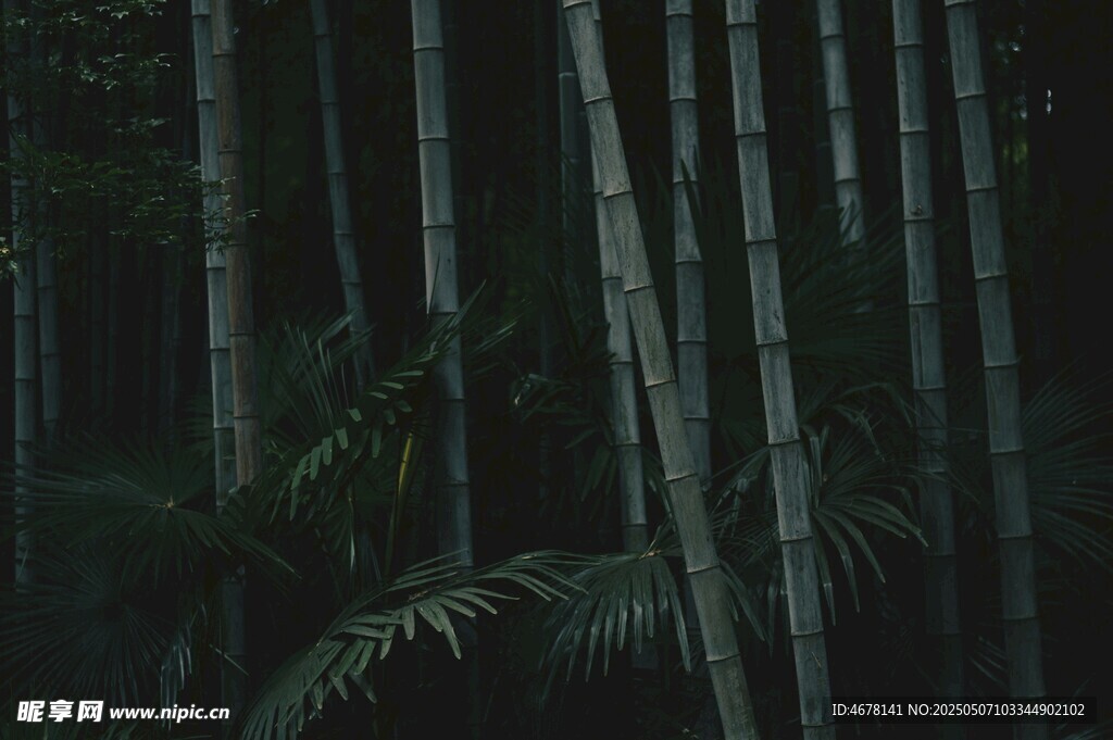幽暗竹林景象