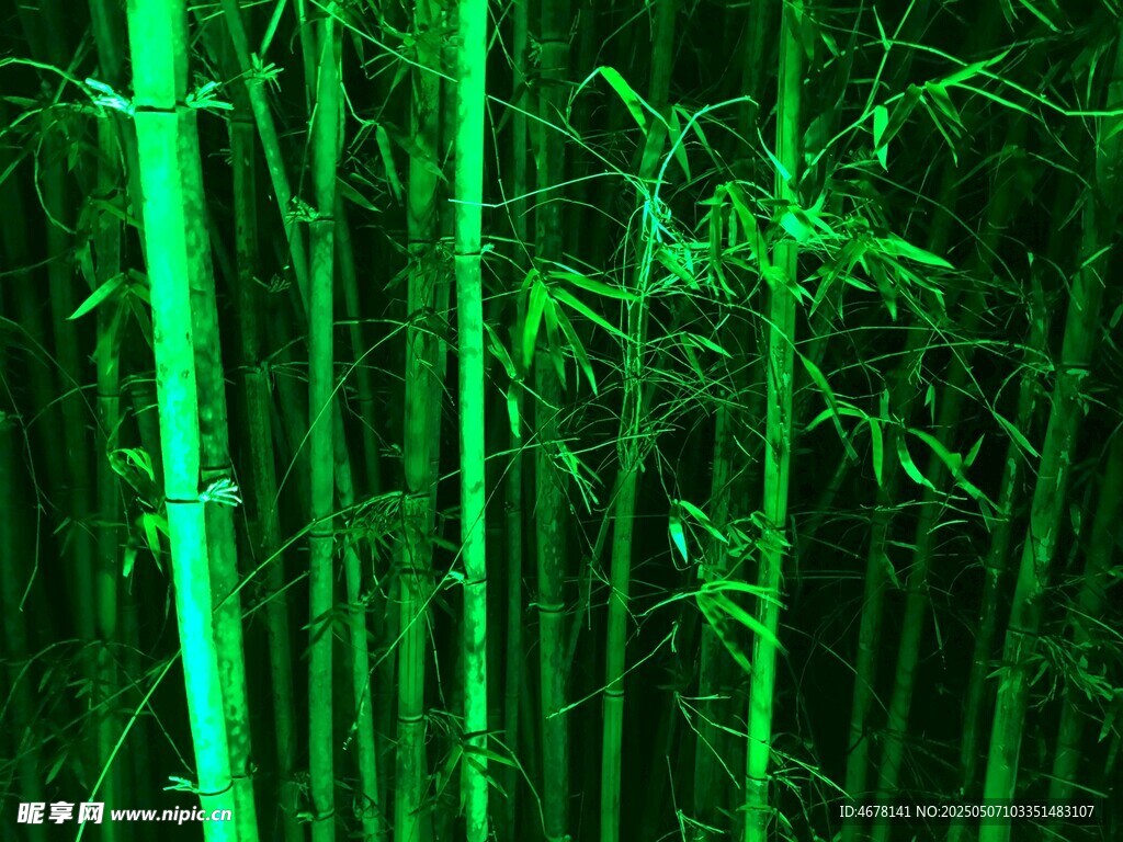 翠绿竹林 清新自然之景