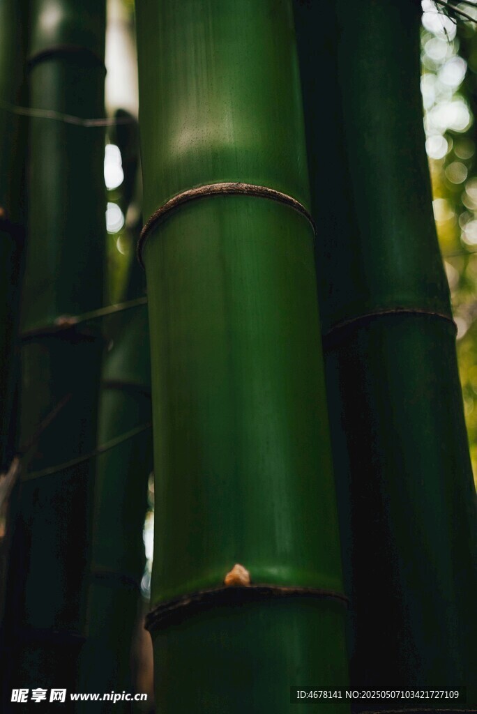 翠绿挺拔的竹子特写