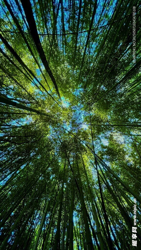 梦幻森林光芒绽放