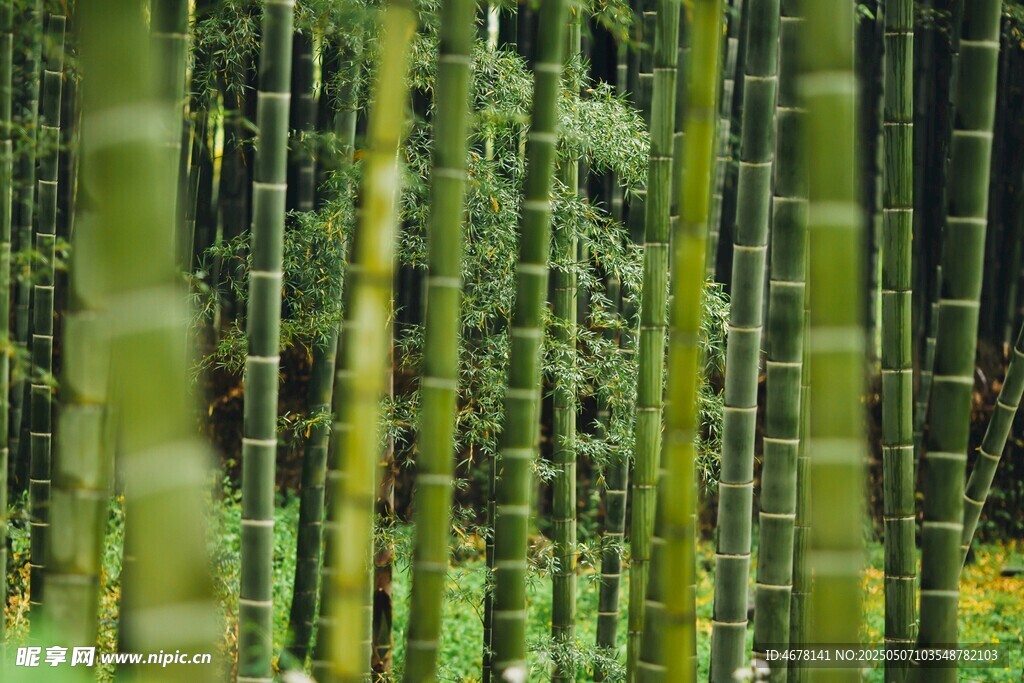 翠绿竹林景致