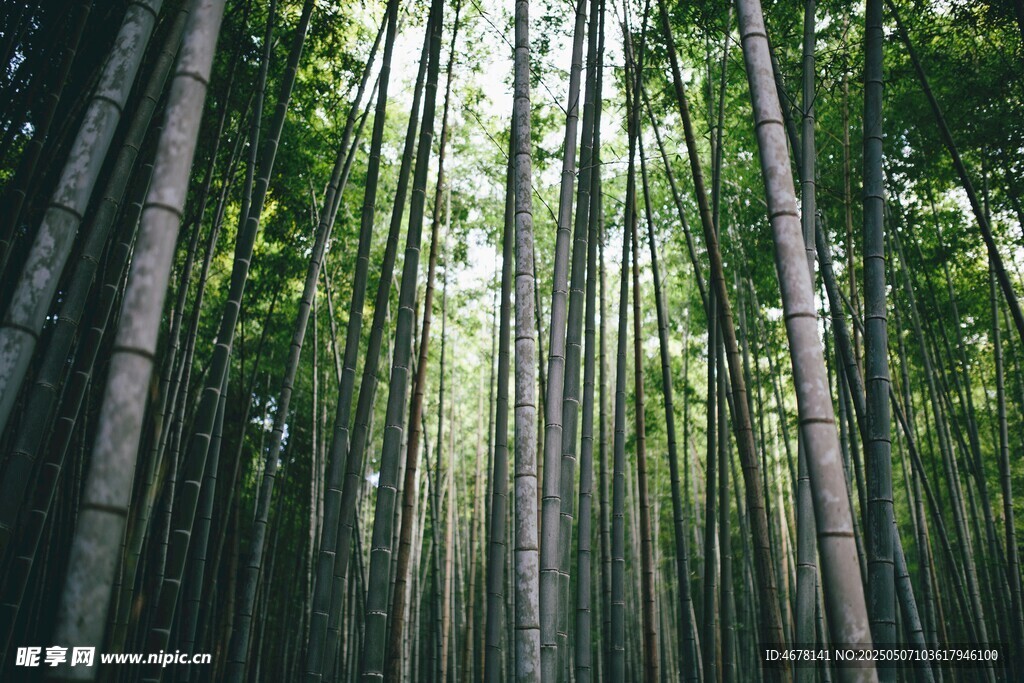 翠绿竹林 阳光洒落之景