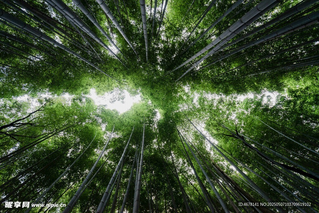森林深处的阳光穿透景象