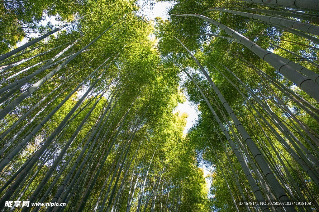 翠绿竹林向上生长景象